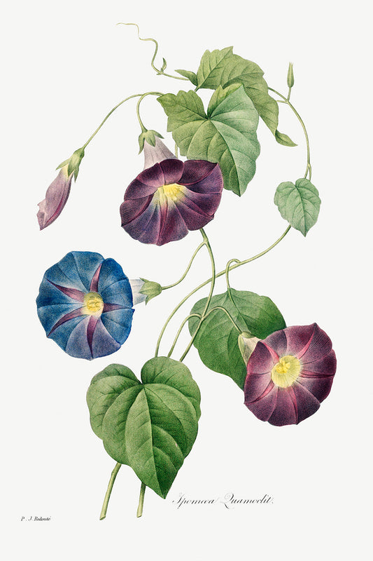 Botanical Plant Print - Star-glory MorningÐglory by Pierre Joseph Redoute