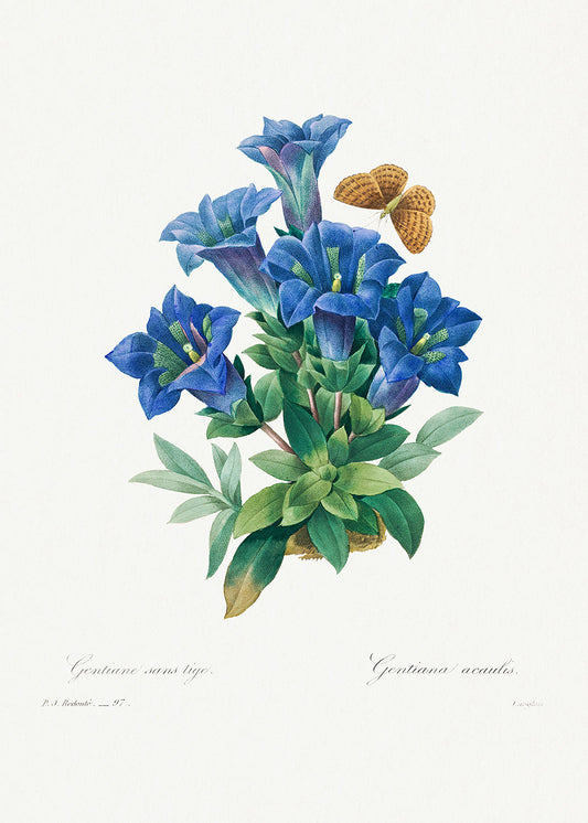 Botanical Plant Print - Gentiana Acaulis by Pierre Joseph Redoute