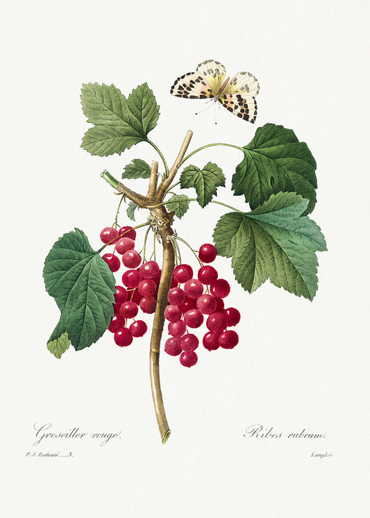 Botanical Plant Print - Red Currant by Pierre Joseph Redoute