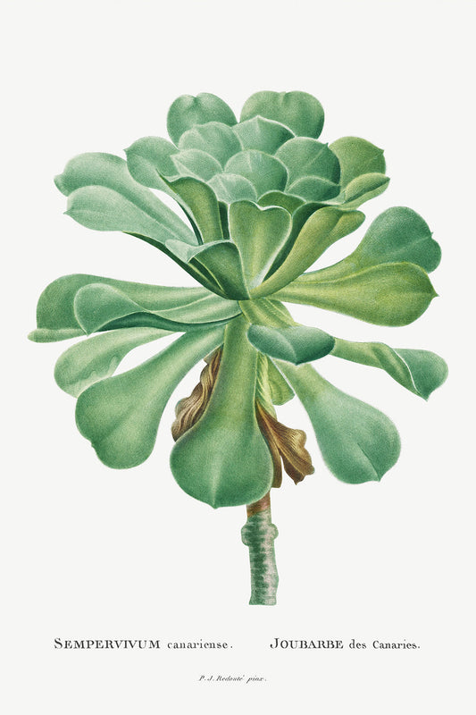 Botanical Plant Print - Sempervivum Canariense by Pierre Joseph Redoute