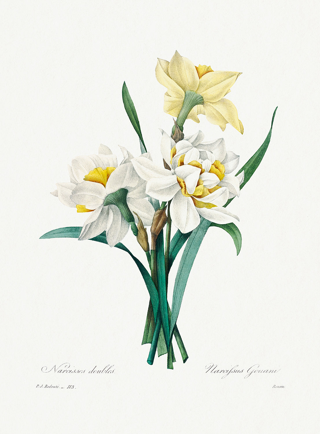 Botanical Plant Print - Double Daffodil by Pierre Joseph Redoute