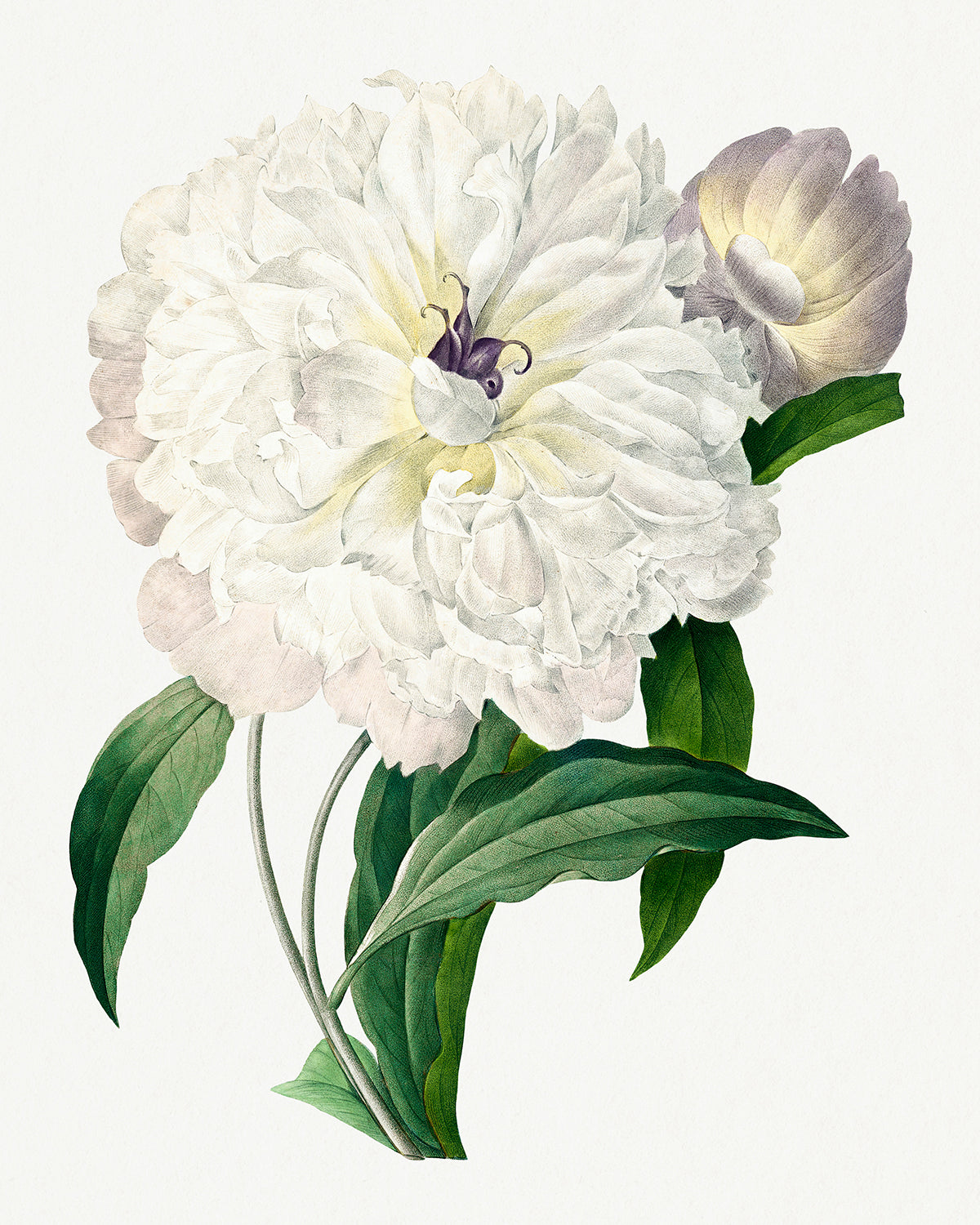 Botanical Plant Print - Peony by Pierre Joseph Redoute