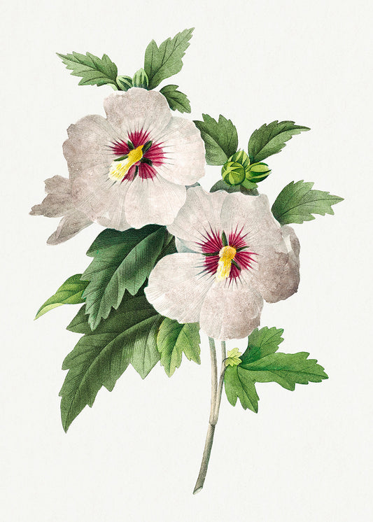 Botanical Plant Print - Hibiscus by Pierre Joseph Redoute