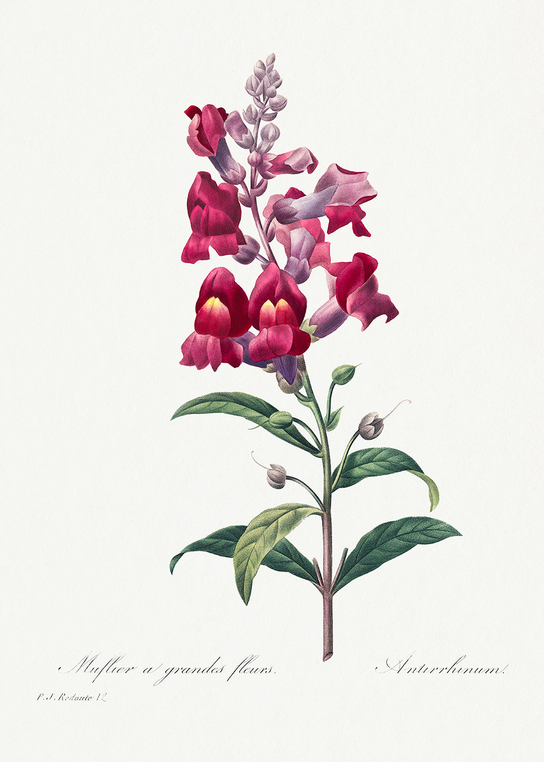 Botanical Plant Print - Anterinum by Pierre Joseph Redoute