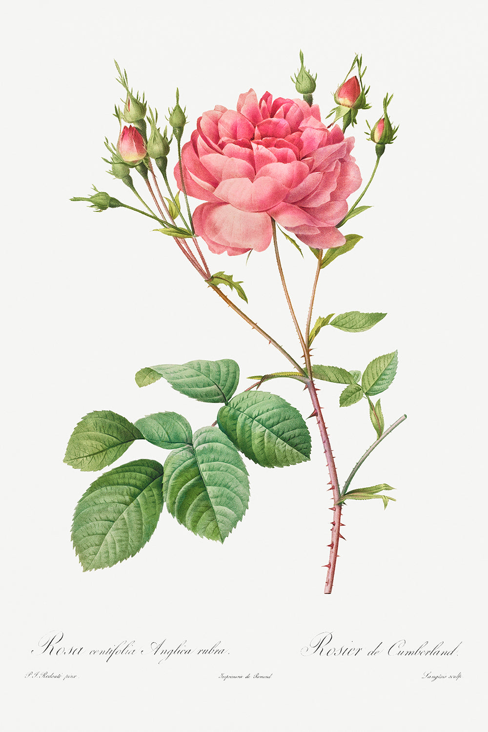 Botanical Plant Print - Rosa Centifolia Anglica Rubra by Pierre Joseph Redoute