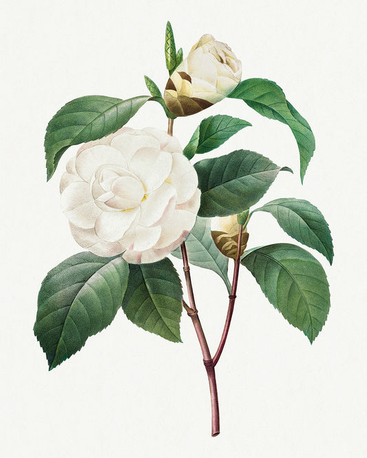 Botanical Plant Print - White Camellia by Pierre Joseph Redoute