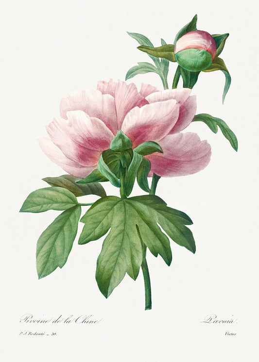 Botanical Plant Print - Pink Peony by Pierre Joseph Redoute