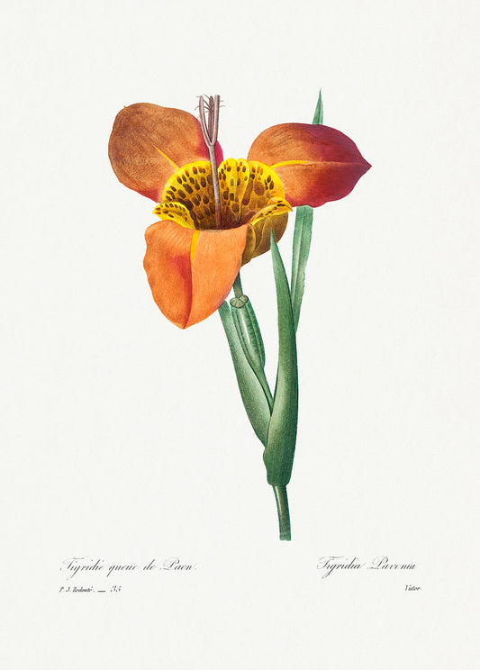 Botanical Plant Print - Mexican Shell by Pierre Joseph Redoute