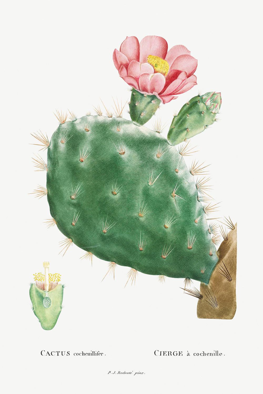 Botanical Plant Print - Cactus Cochenillifer by Pierre Joseph Redoute