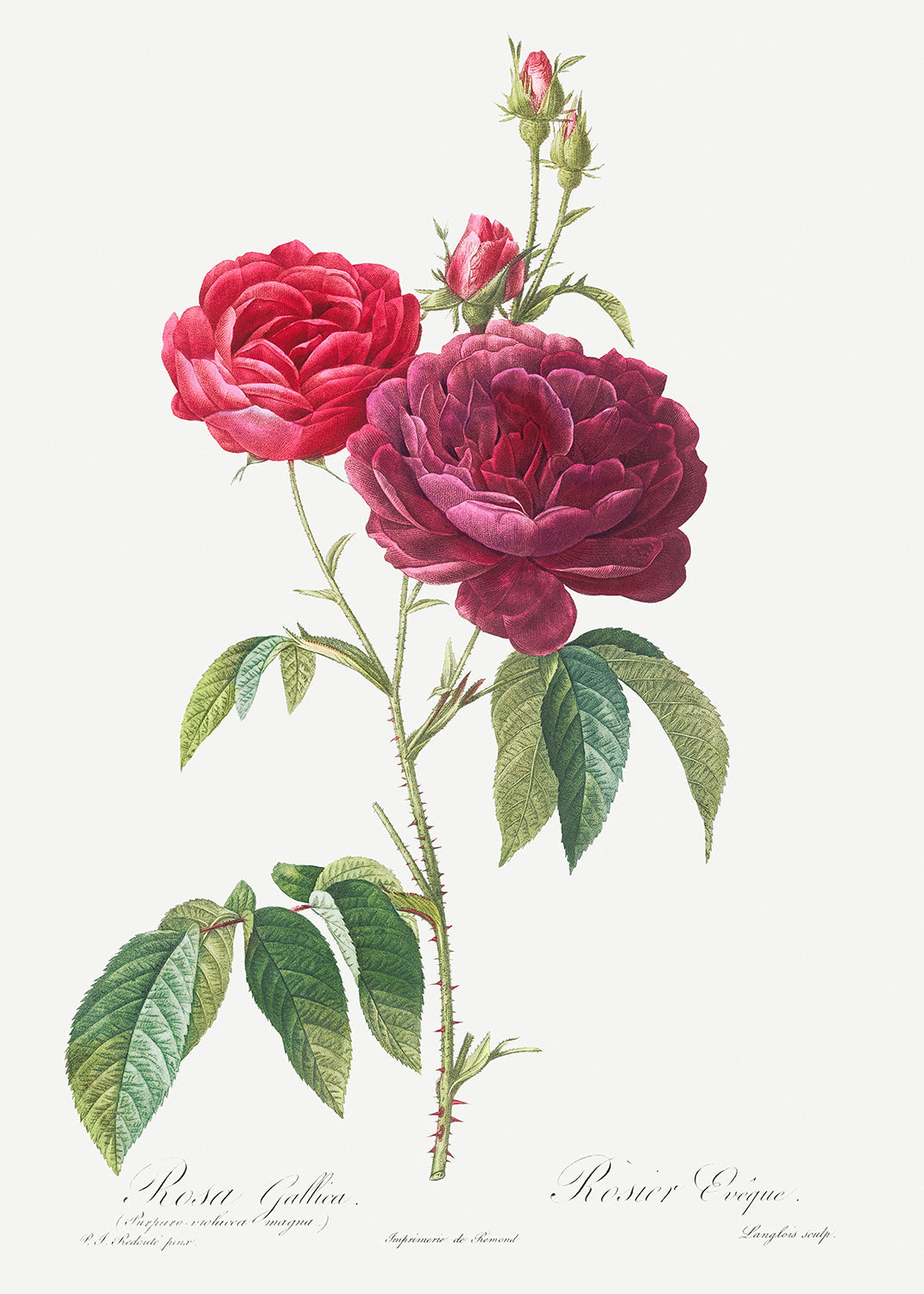 Botanical Plant Print - Purple French Rose by Pierre Joseph Redoute