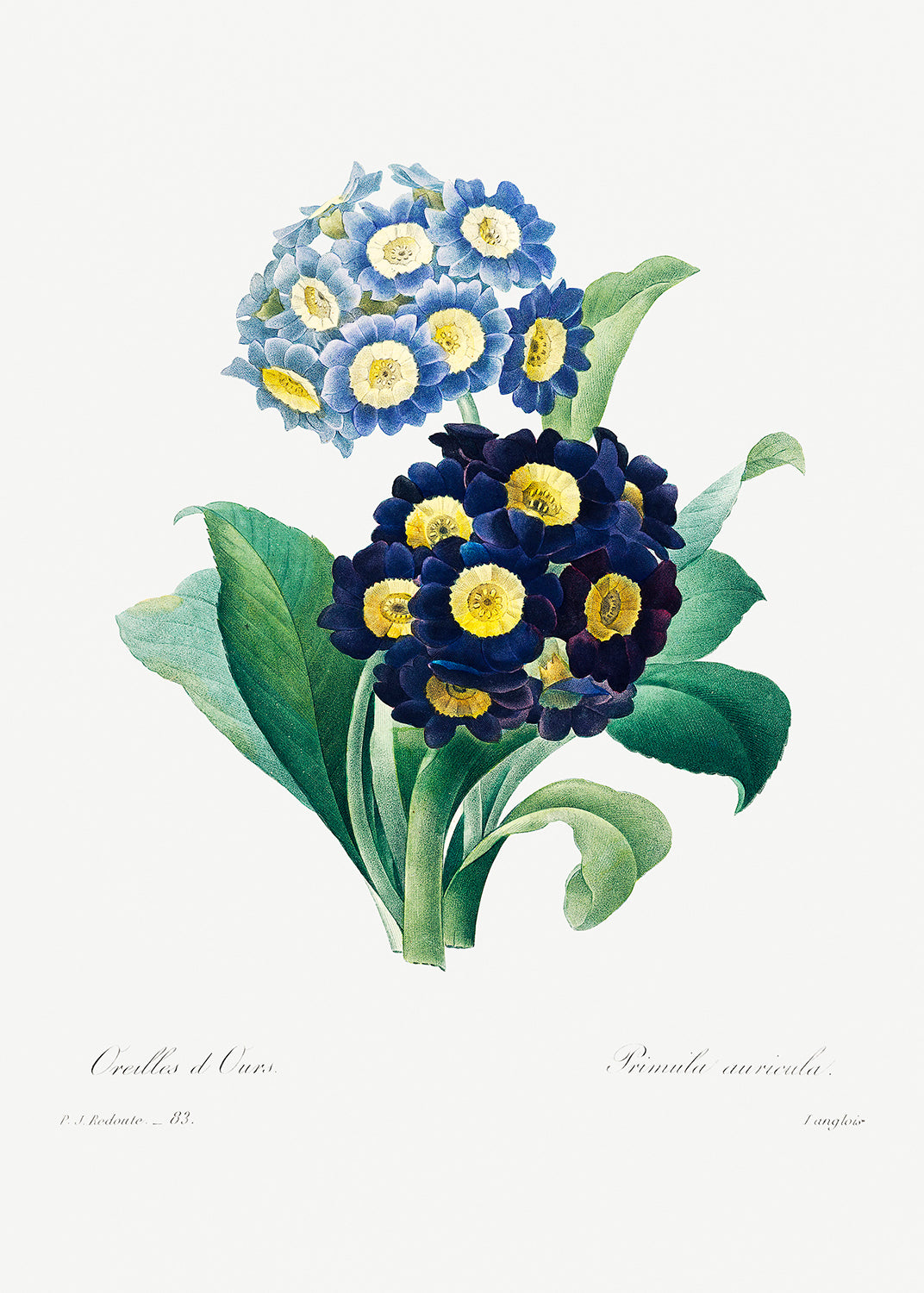 Botanical Plant Print - Cowslip primrose by Pierre Joseph Redoute