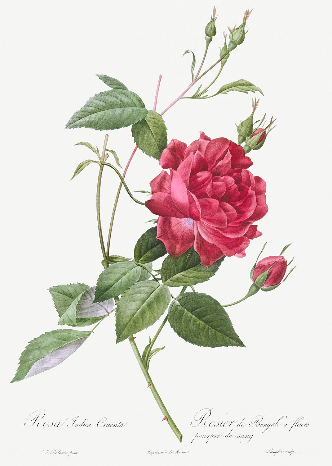 Botanical Plant Print - Blood-Red Bengal Rose, Rosa indica cruneta by Pierre Joseph Redoute