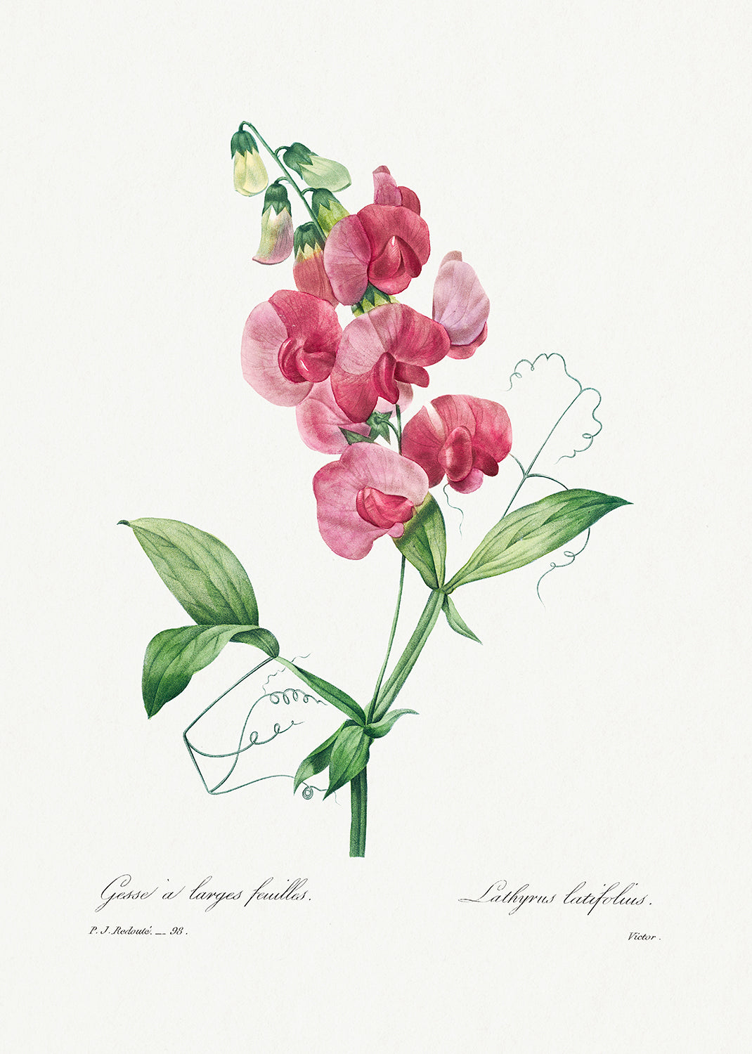 Botanical Plant Print - Everlasting Pea by Pierre Joseph Redoute