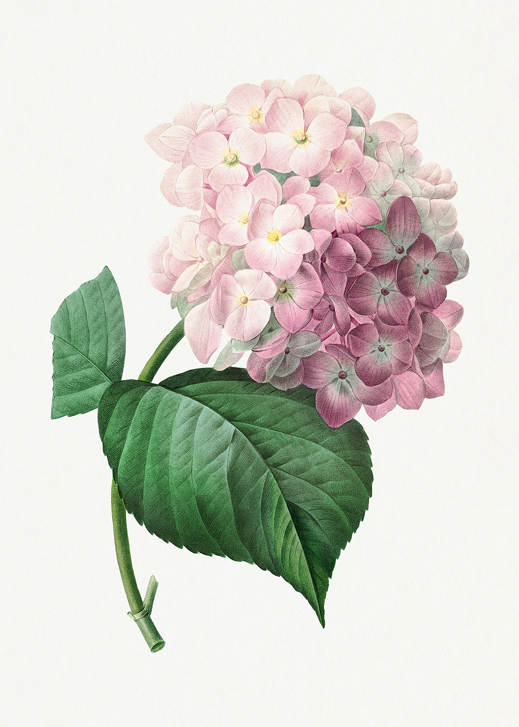 Botanical Plant Print - Hydrangea by Pierre Joseph Redoute