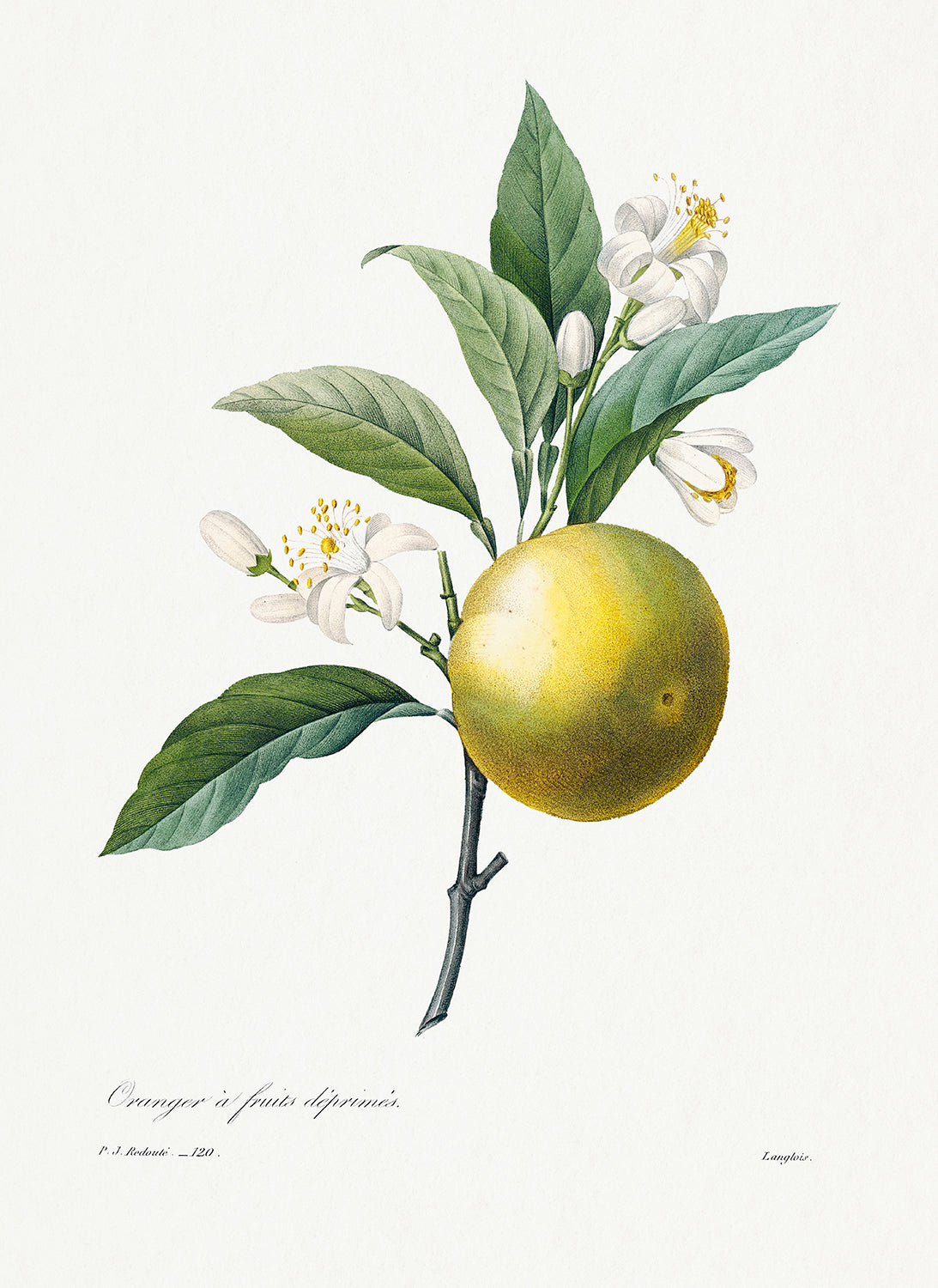 Botanical Plant Print - Orange by Pierre Joseph Redoute