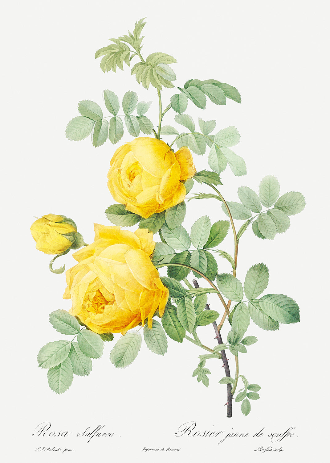 Botanical Plant Print - Rosa hemisphaerica (Yellow Rose) by Pierre Joseph Redoute