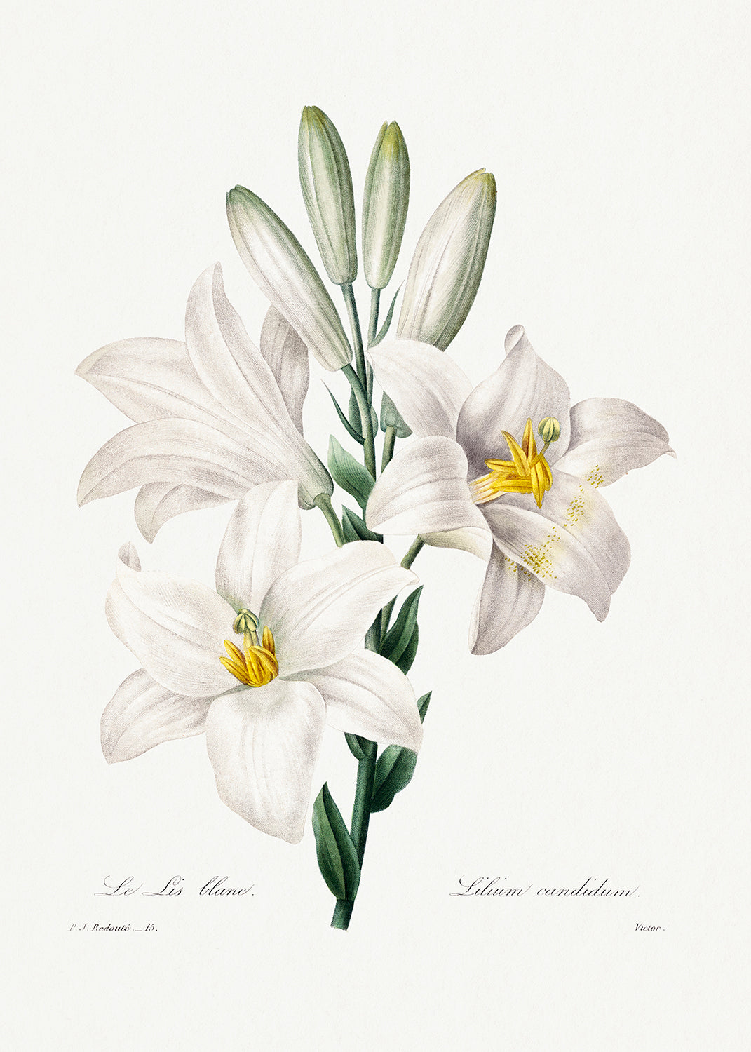 Botanical Plant Print - Madonna Lily by Pierre Joseph Redoute