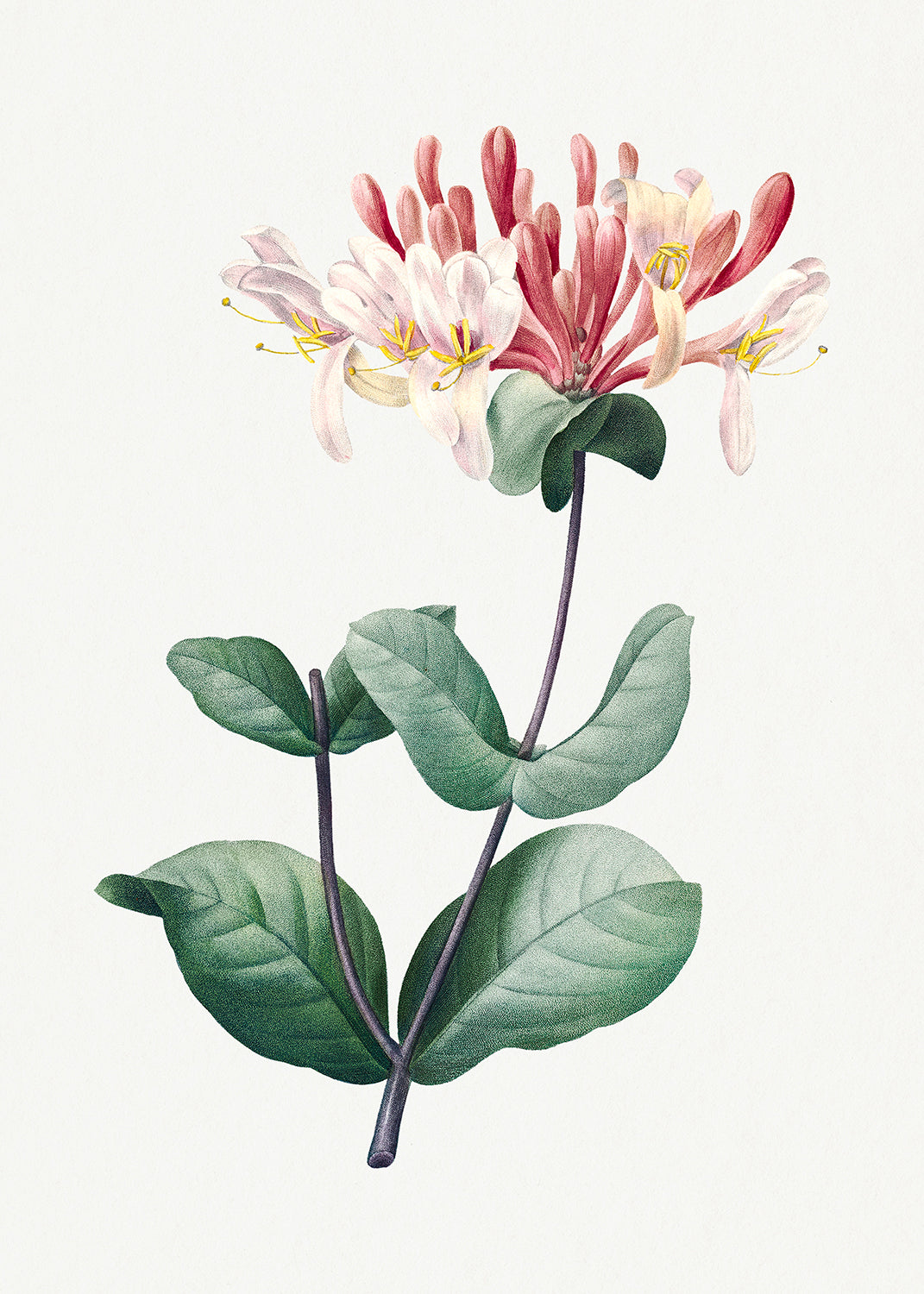 Botanical Plant Print - Honeysuckle by Pierre Joseph Redoute
