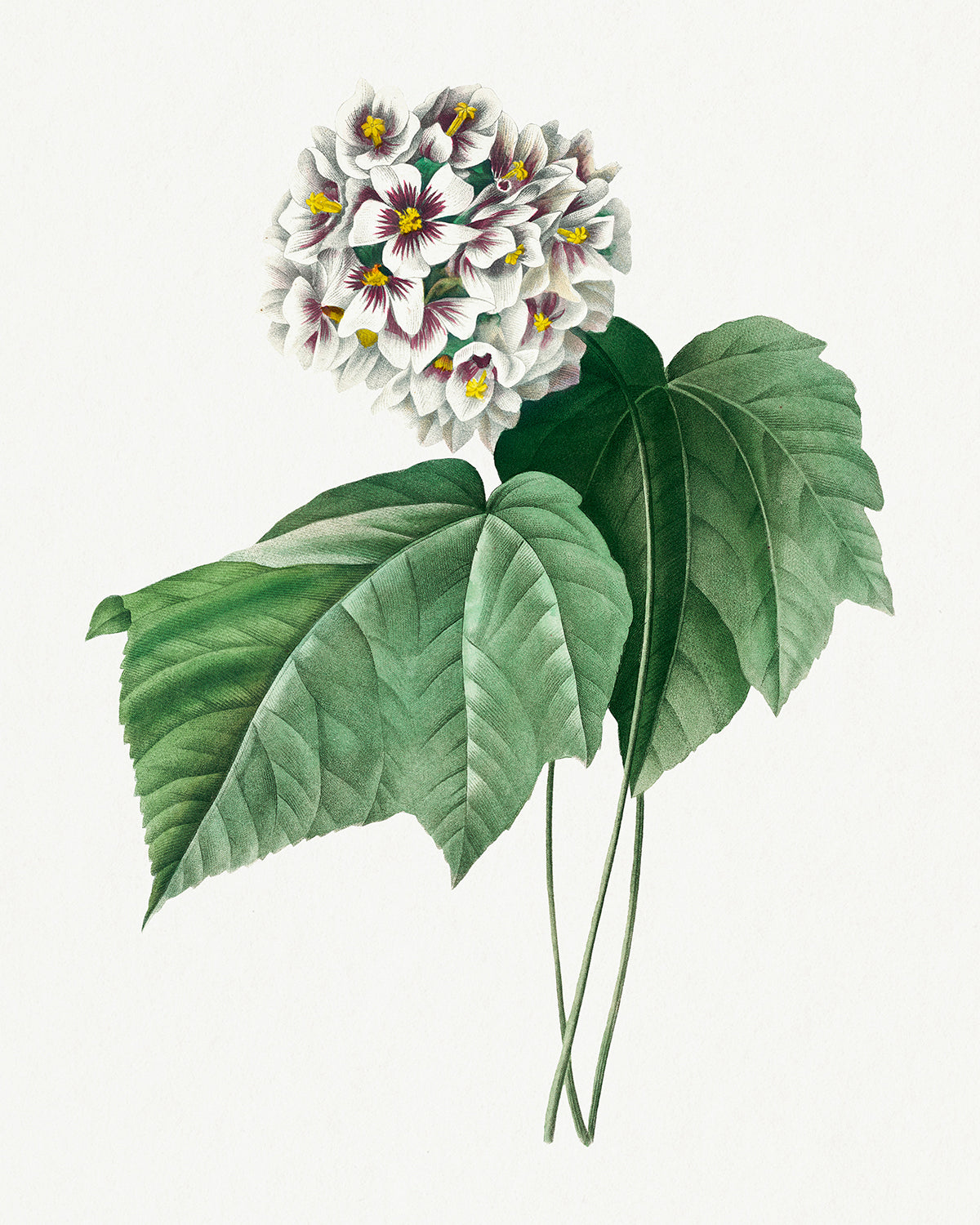 Botanical Plant Print - Dombeya Amelia by Pierre Joseph Redoute
