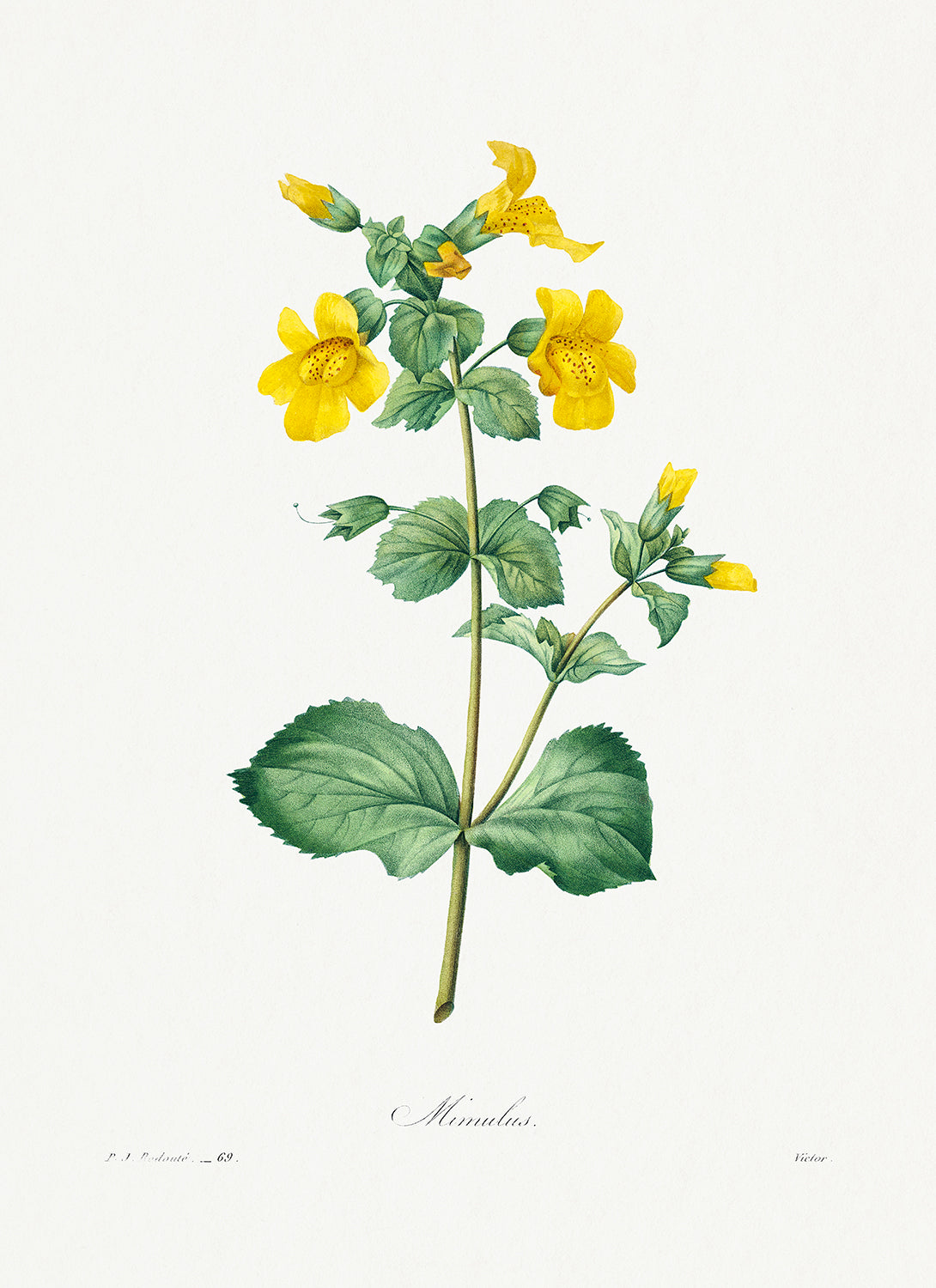 Botanical Plant Print - Mimulus by Pierre Joseph Redoute