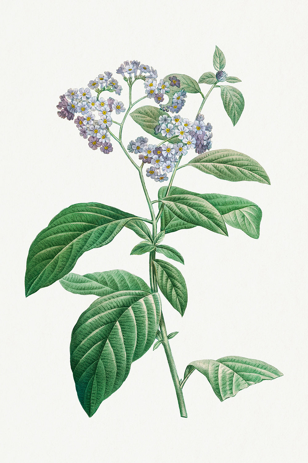 Botanical Plant Print - Forget Me Not by Pierre Joseph Redoute