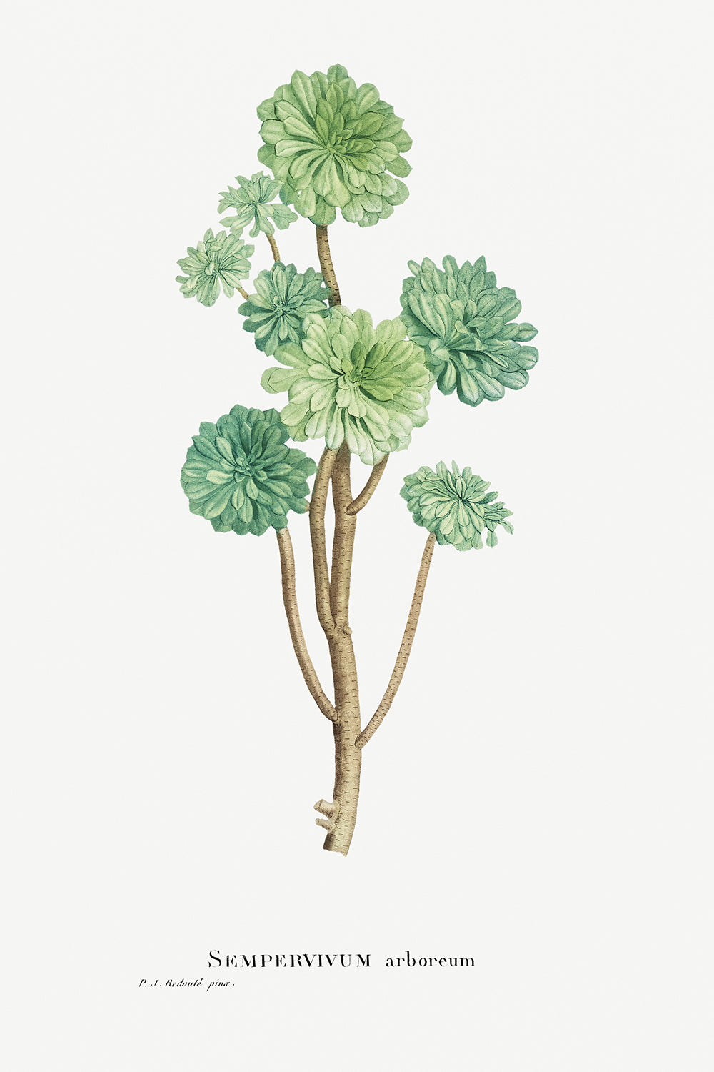 Botanical Plant Print - Sempervivum Arboreum (Tree Houseleek) by Pierre Joseph Redoute