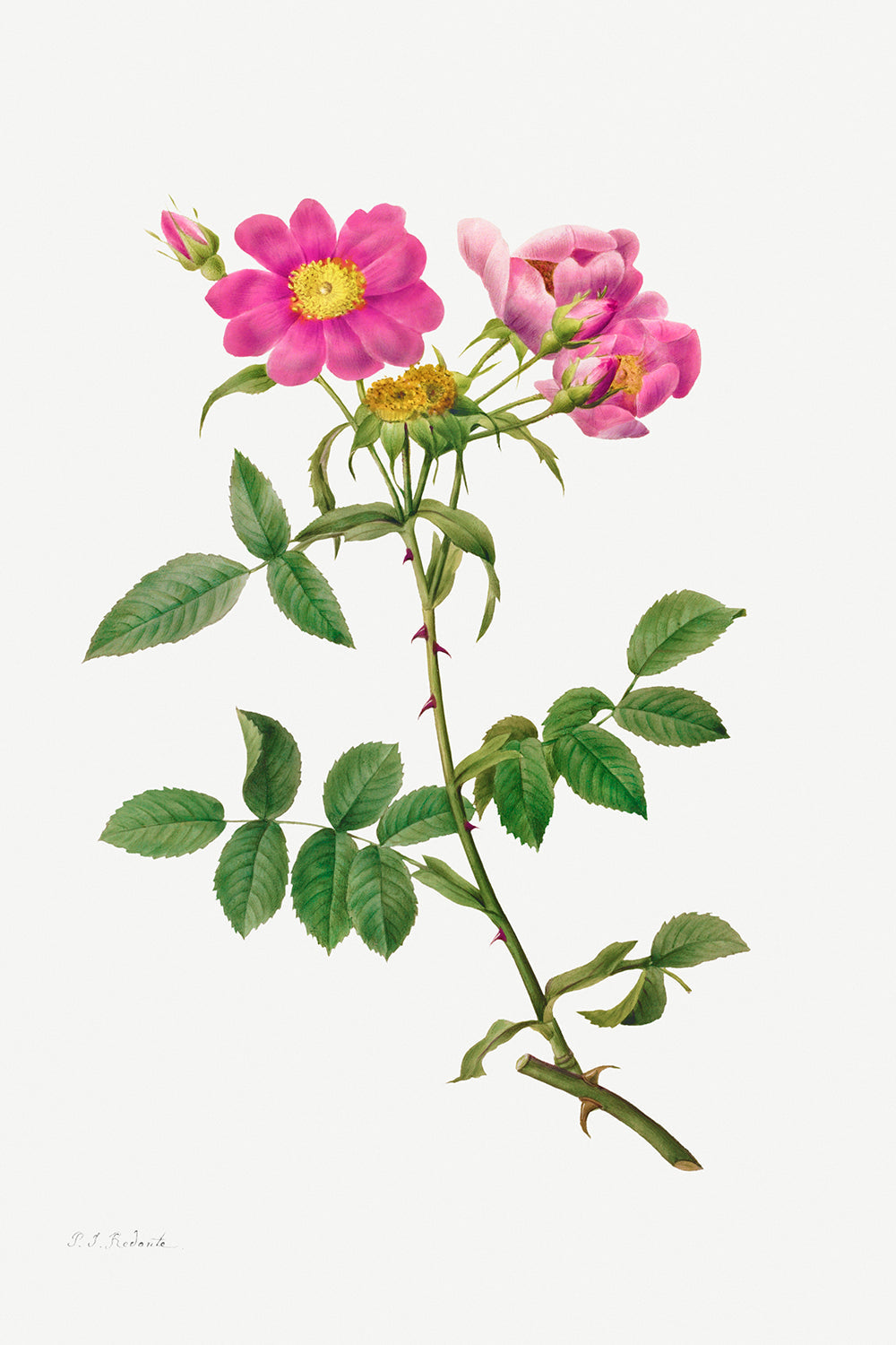 Botanical Plant Print - Rosa Collina Monsoniana by Pierre Joseph Redoute