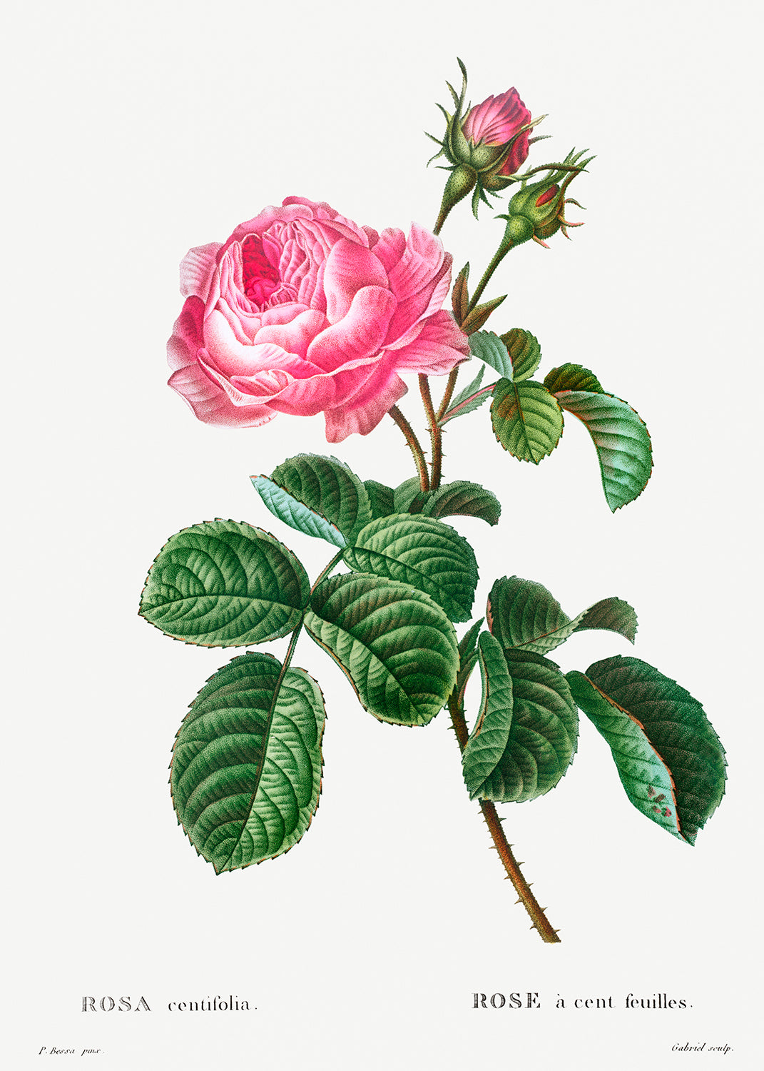 Botanical Plant Print - Cabbage rose (Rosa centifolia) by Pierre Joseph Redoute