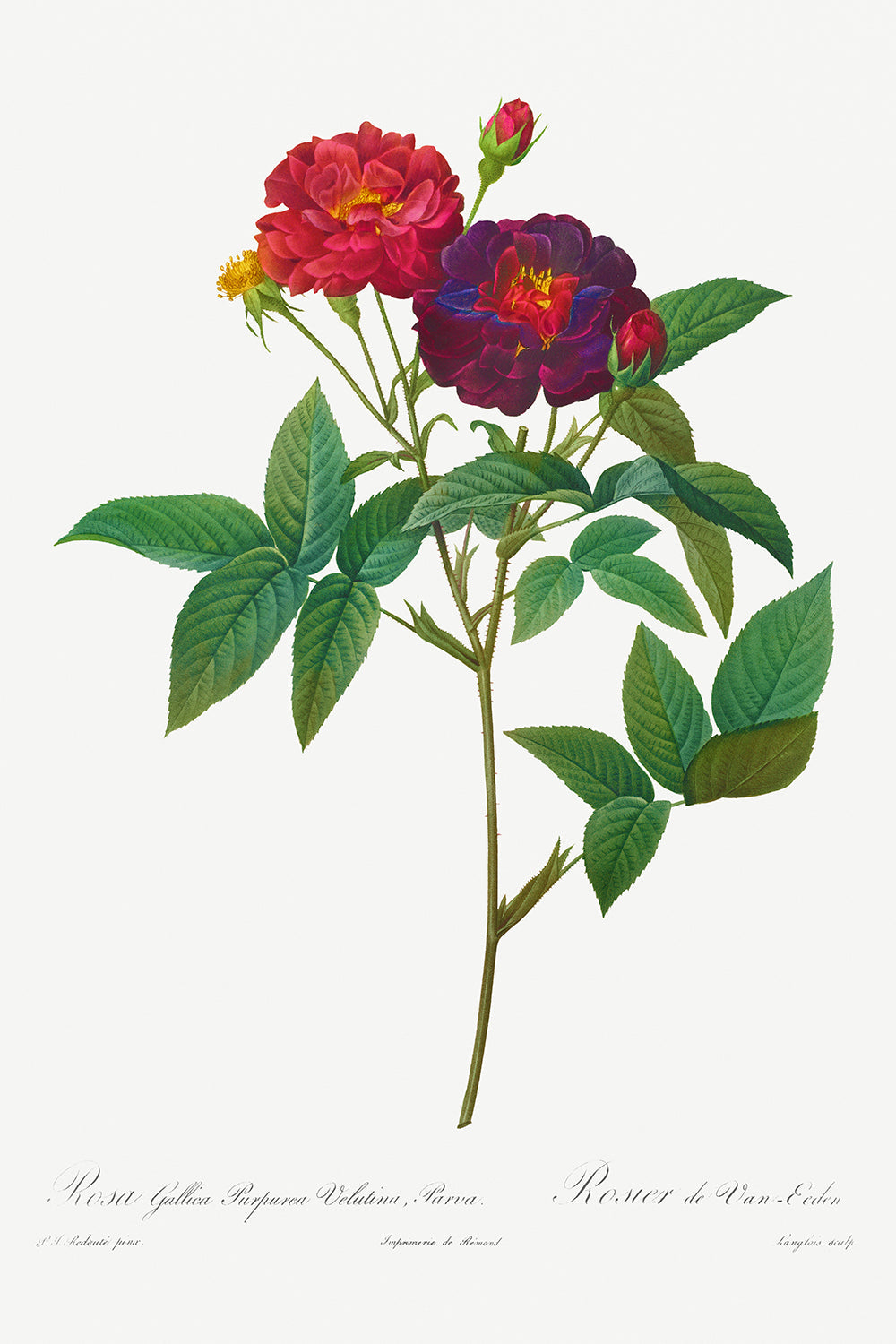 Botanical Plant Print - Rosa Gallica Purpurea Velutina Parva by Pierre Joseph Redoute