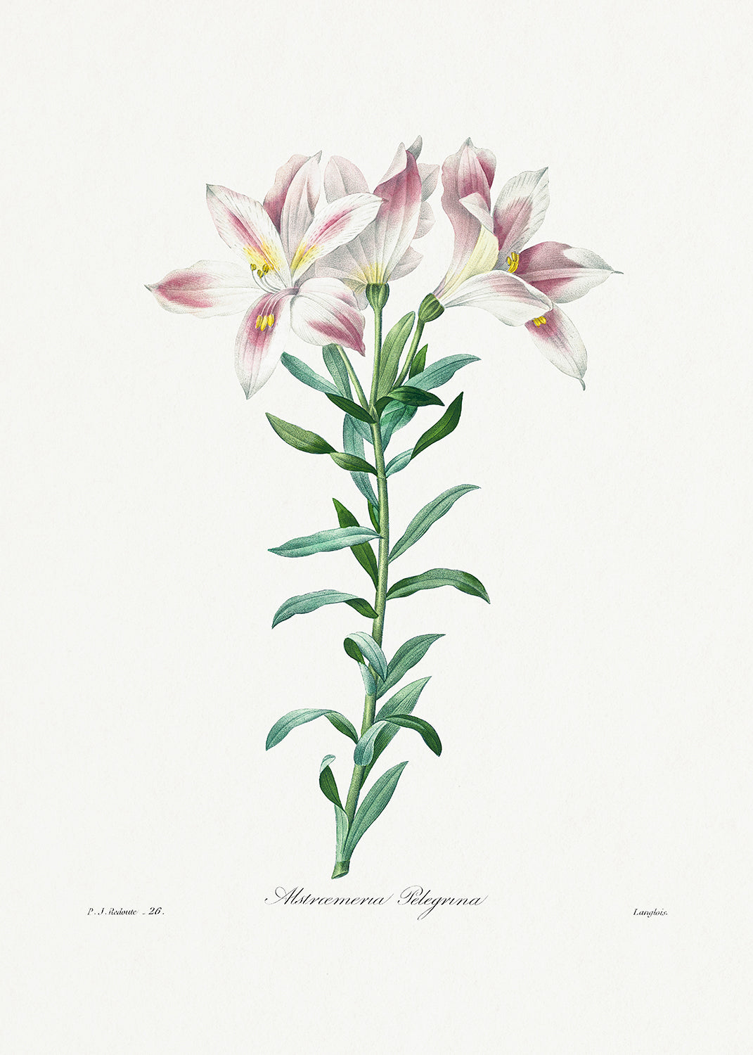 Botanical Plant Print - Peruvian Lily by Pierre Joseph Redoute