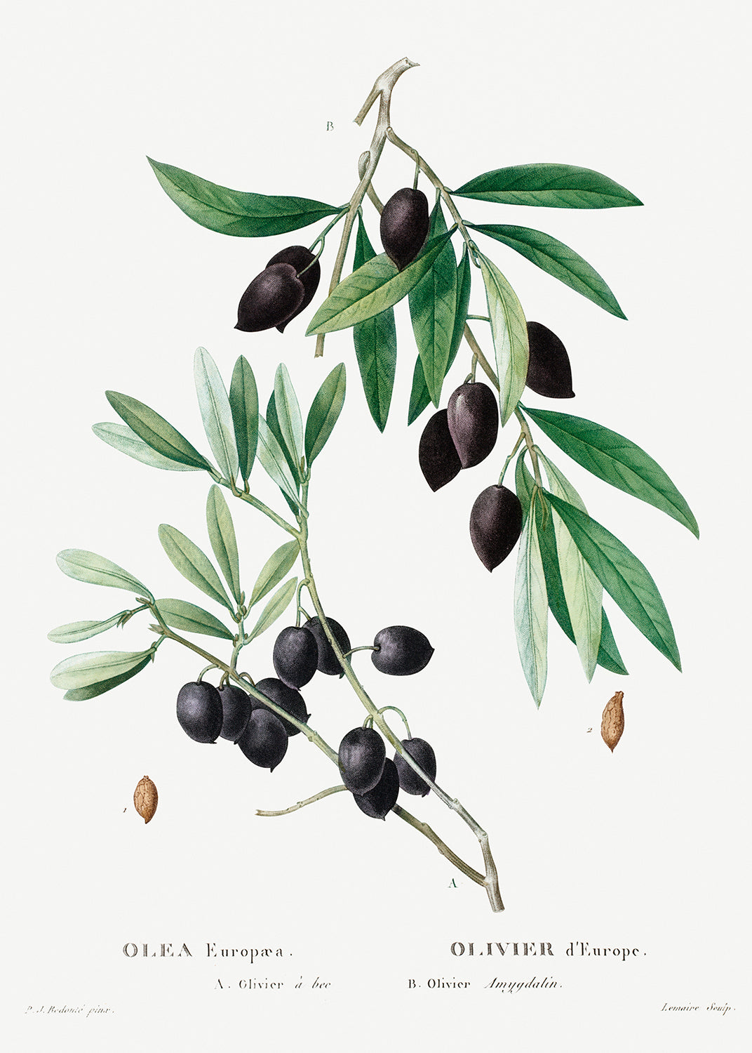 Botanical Plant Print - Olive (Olea europaea) by Pierre Joseph Redoute