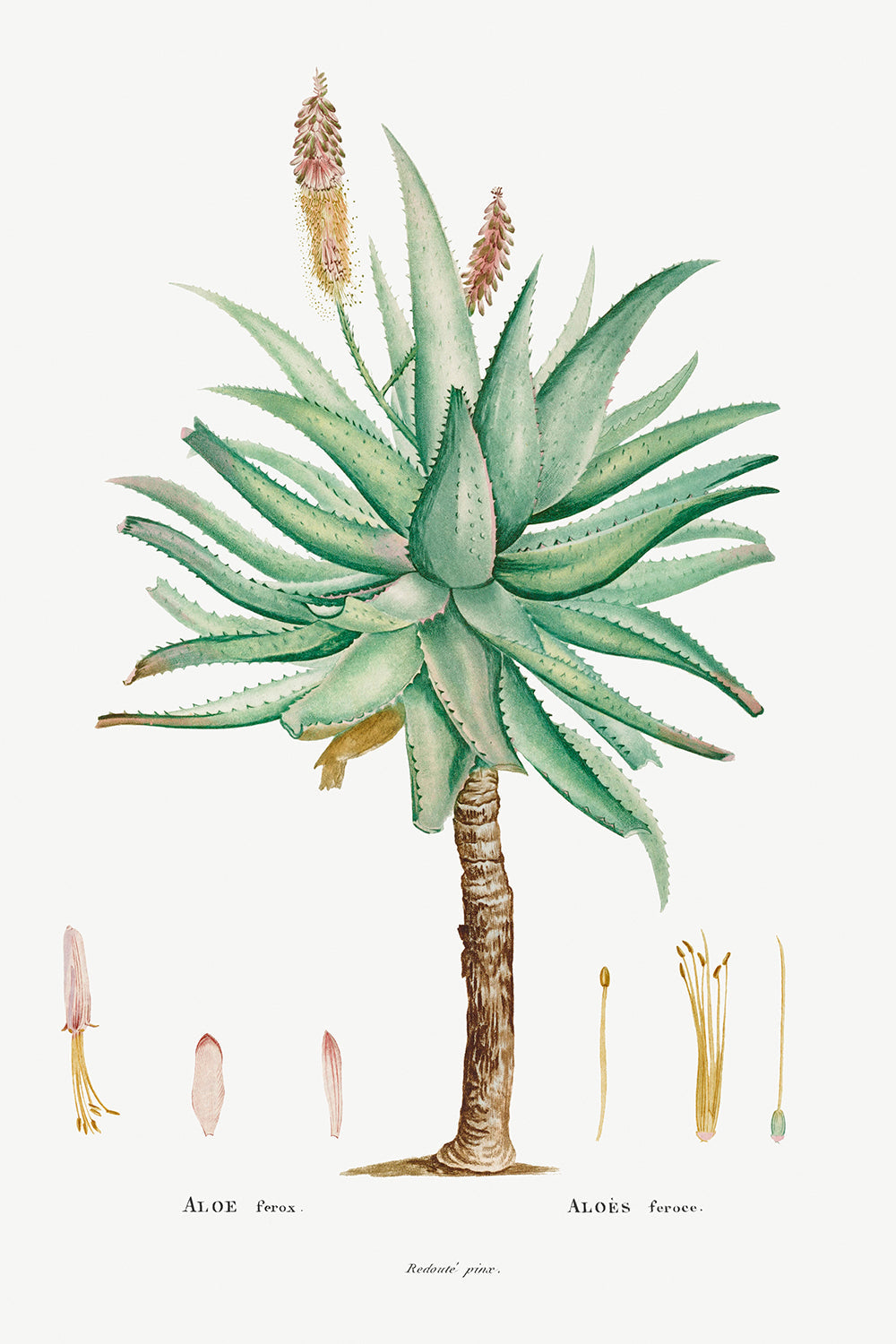 Botanical Plant Print - Aloe Ferox by Pierre Joseph Redoute