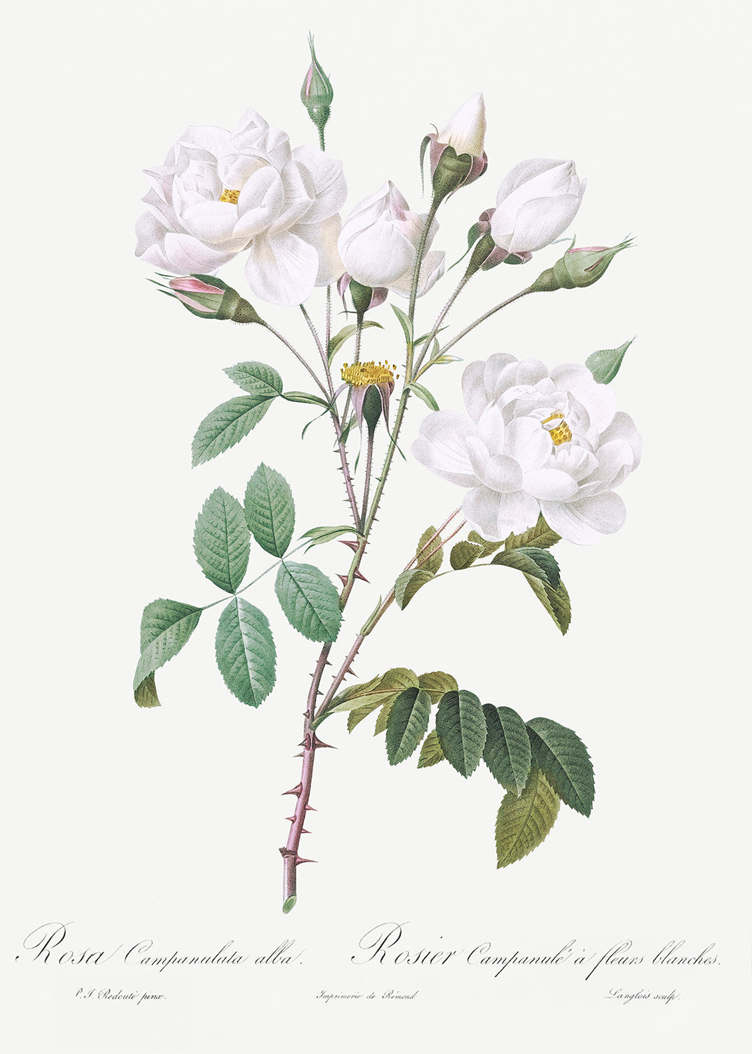 Botanical Plant Print - Rosa campanulata (Pink Bellflowers) by Pierre Joseph Redoute