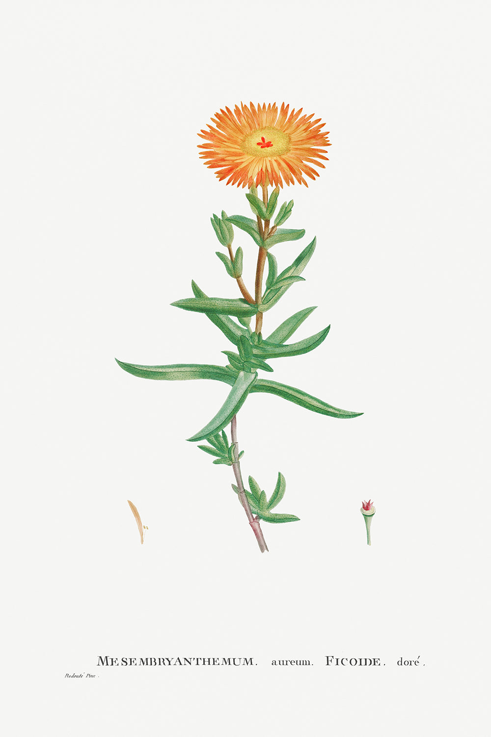 Botanical Plant Print - Mesembryanthemum Aureum (Golden FigÐMarigold) by Pierre Joseph Redoute