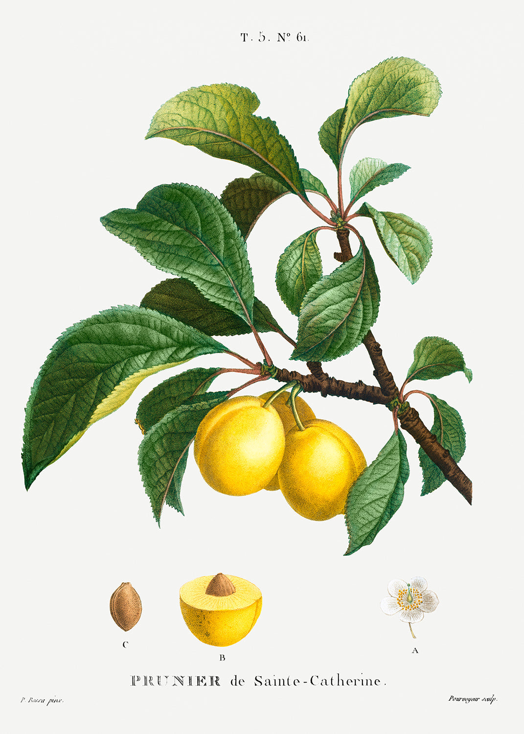 Botanical Plant Print - Plum (Prunier de Sainte-Catherine) by Pierre Joseph Redoute
