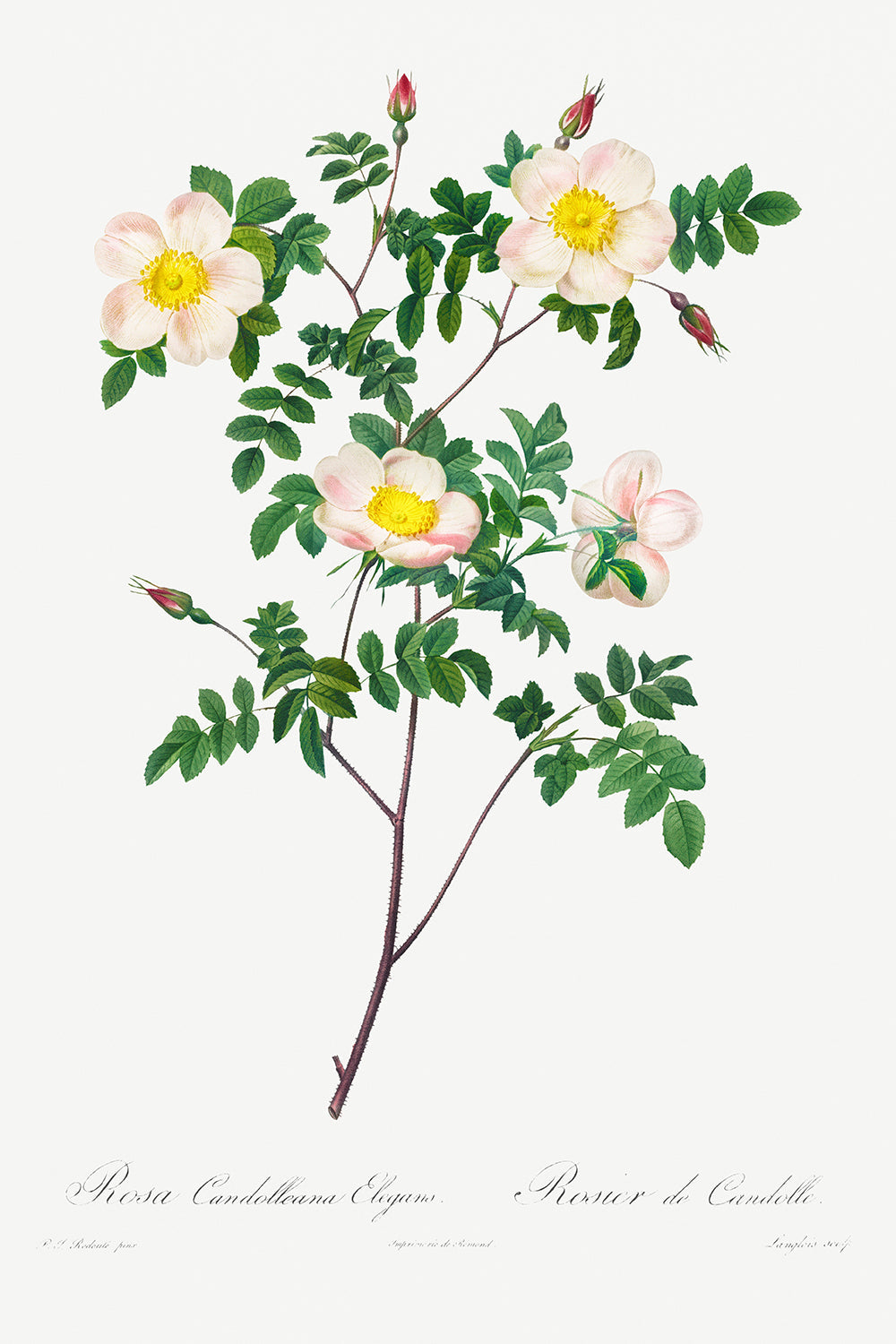 Botanical Plant Print - Rosa Candolleana Elegans by Pierre Joseph Redoute