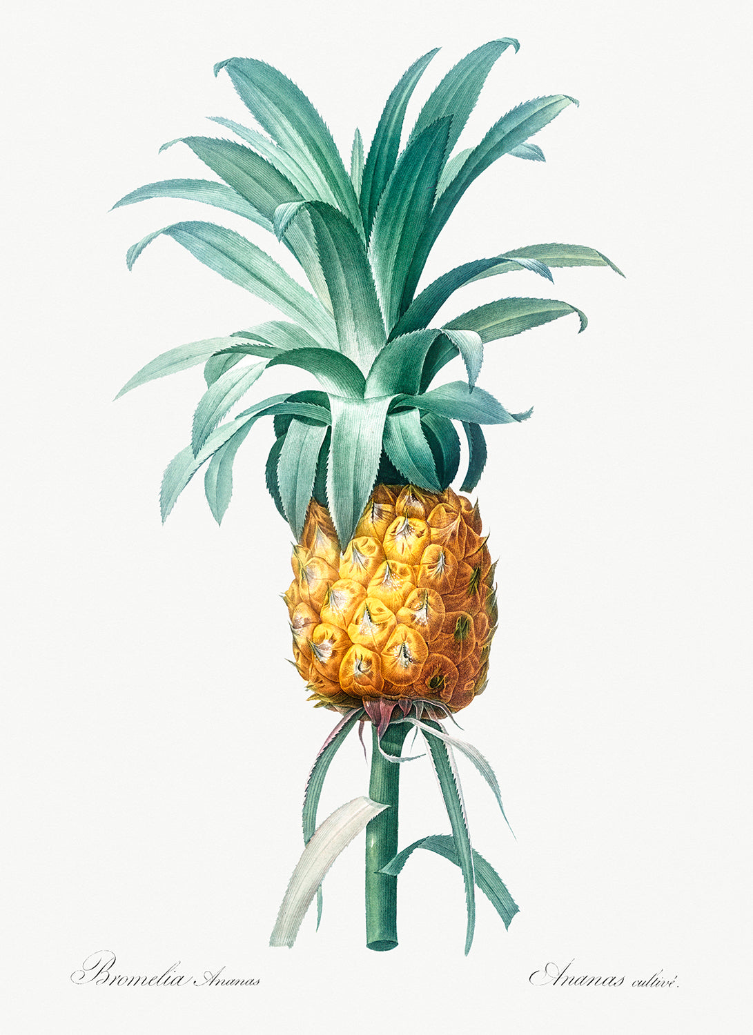 Botanical Plant Print - Pineapple by Pierre Joseph Redoute