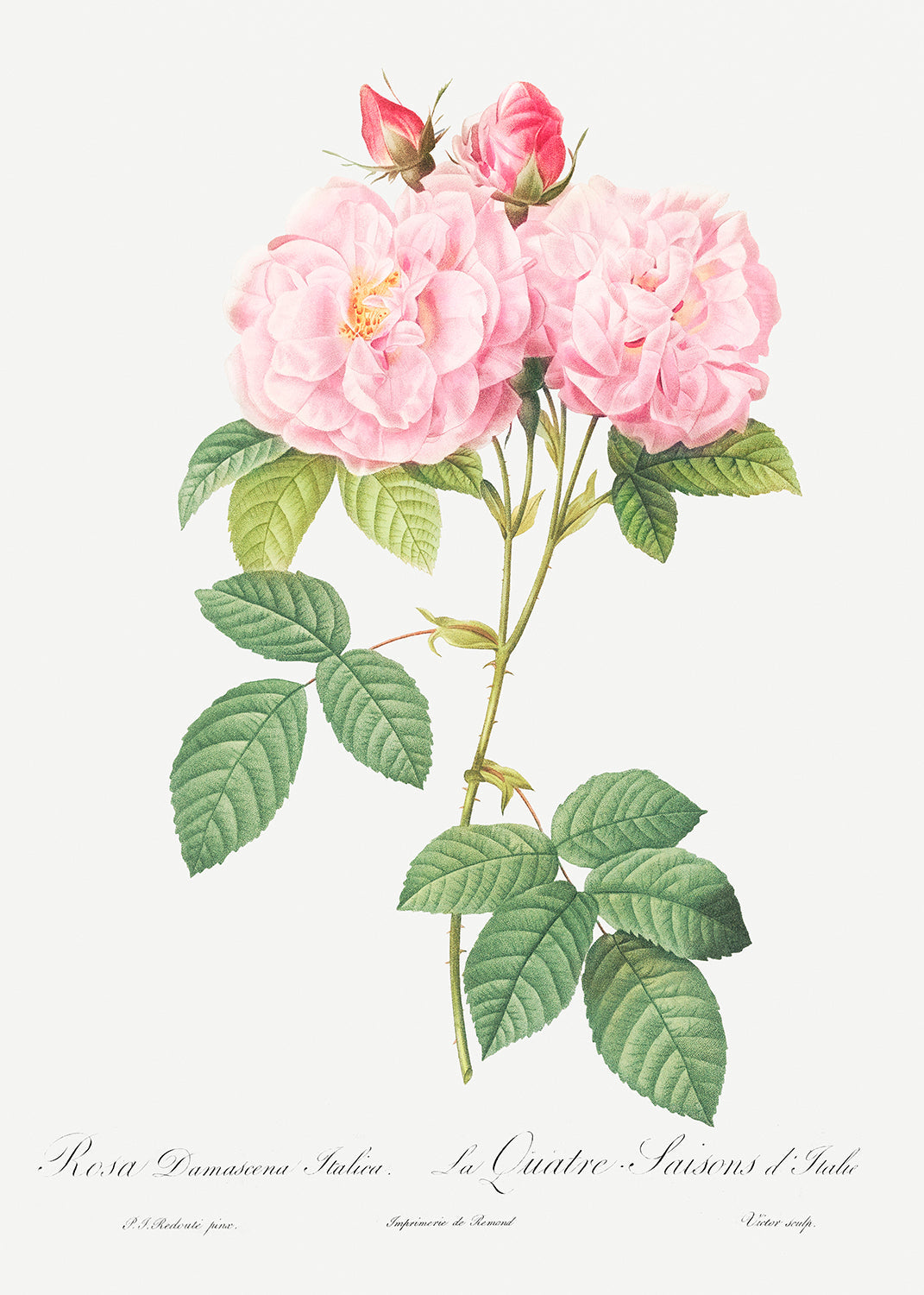Botanical Plant Print - Italian Damask Rose - Four Seasons of Italy (Rosa damascena Italica) by Pierre Joseph Redoute