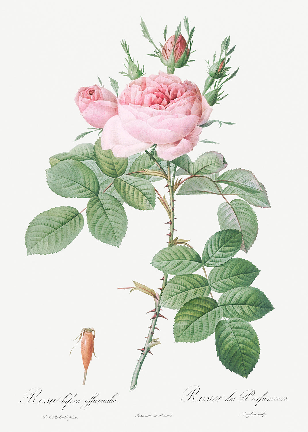 Botanical Plant Print - Rosa bifera officinalis (Rose of Perfume) by Pierre Joseph Redoute