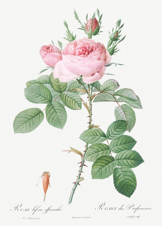 Botanical Plant Print - Rosa bifera officinalis (Rose of Perfume) by Pierre Joseph Redoute