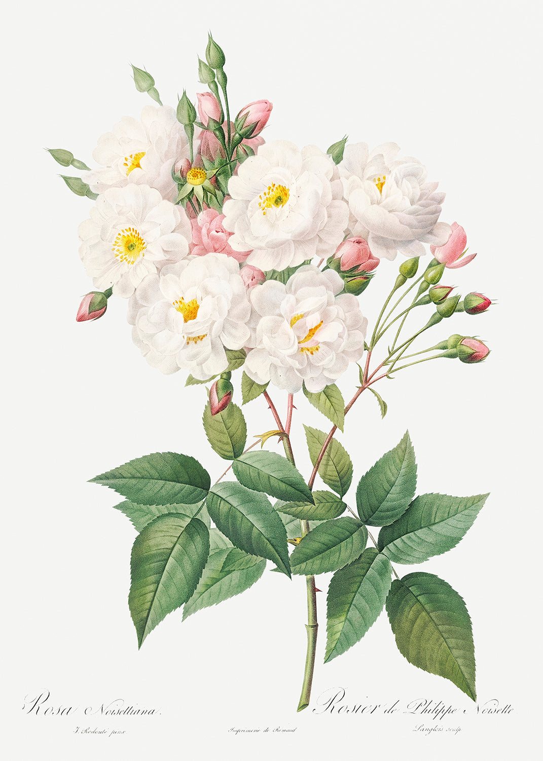 Botanical Plant Print - Rosa noisettiana (Rose of Philippe Noiselle) by Pierre Joseph Redoute