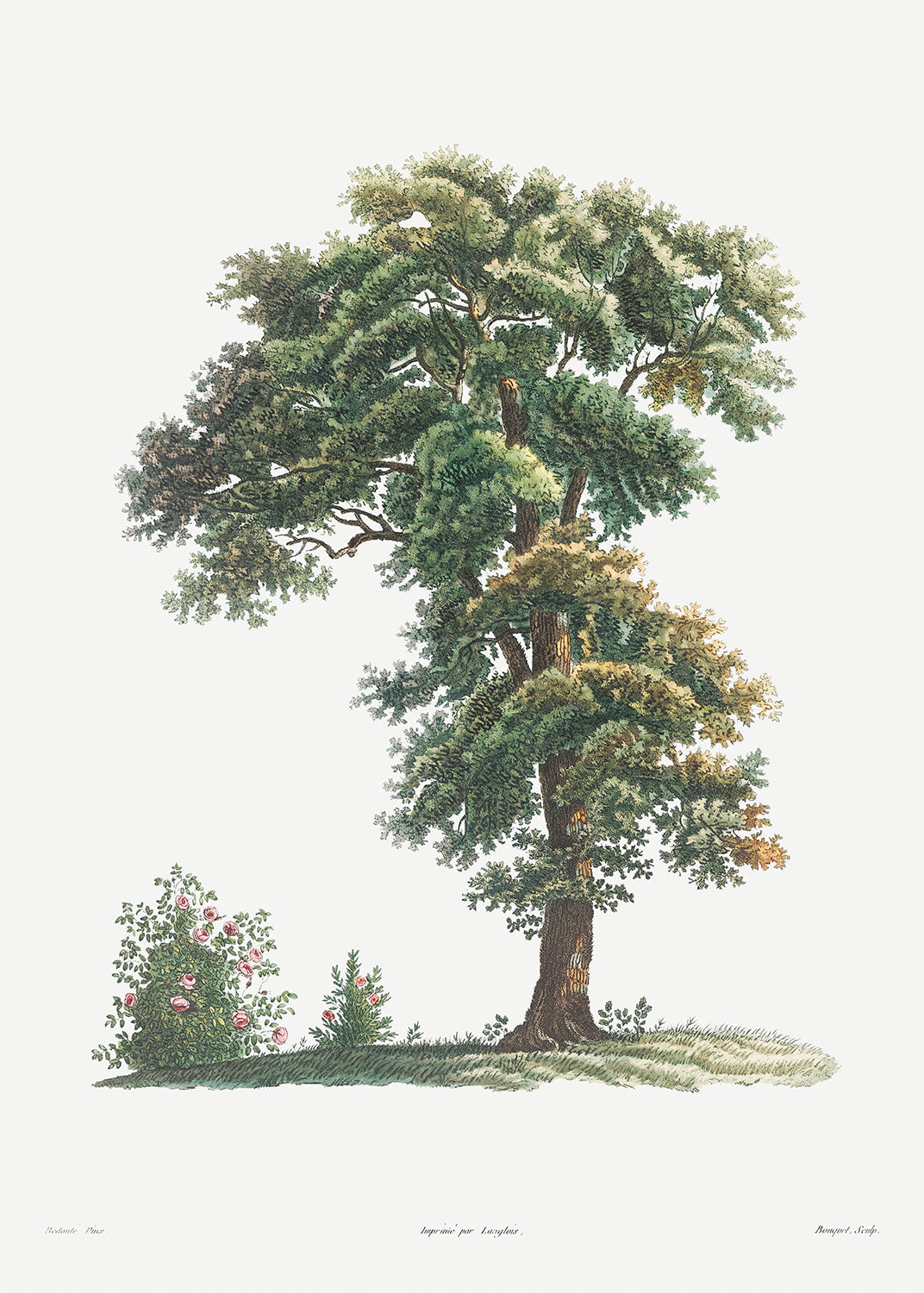 Botanical Plant Print - Tree from La Botanique de J. J. Rousseau by Pierre Joseph Redoute
