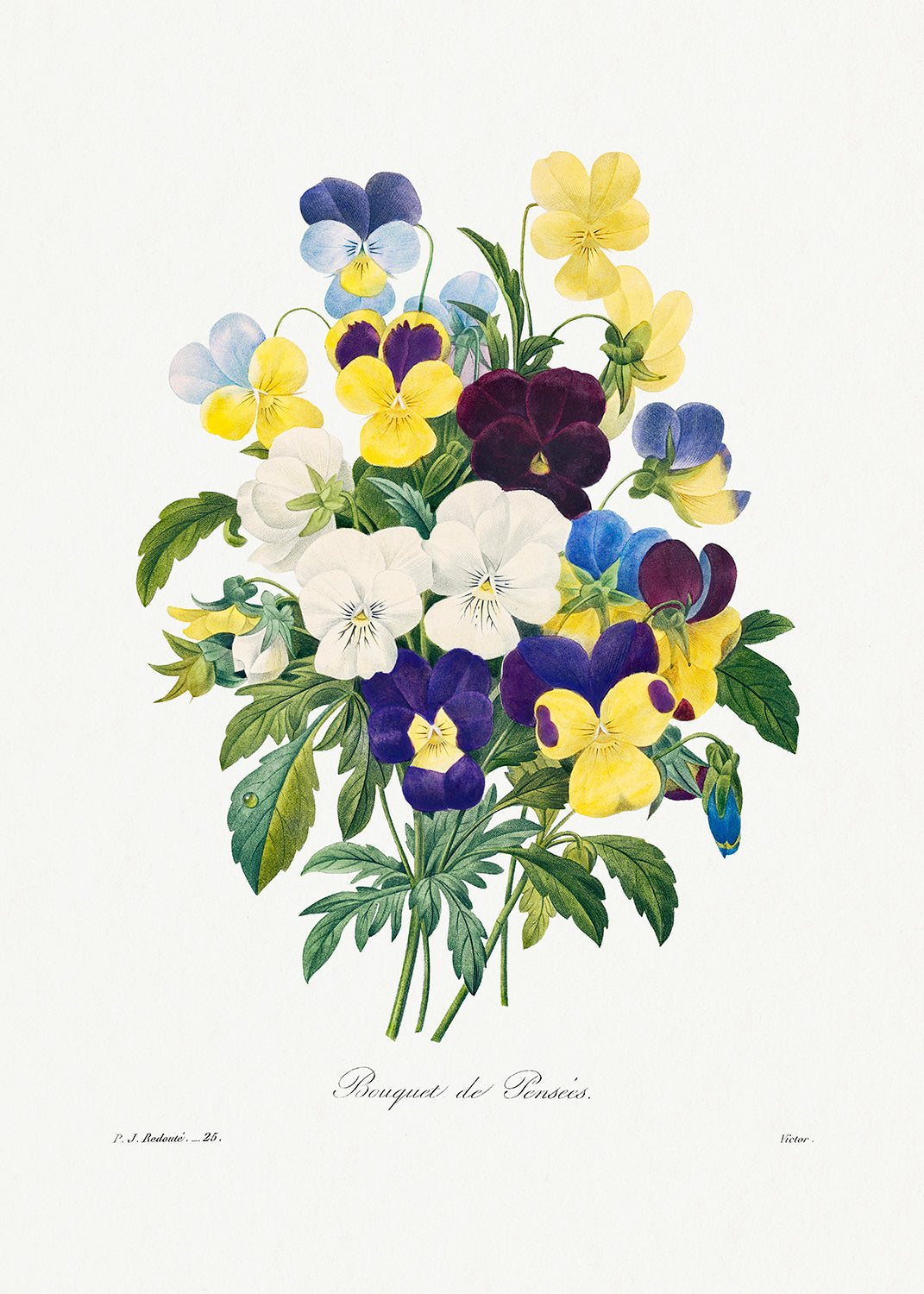 Botanical Plant Print - Pansy bouquet from Choix des plus belles fleurs by Pierre Joseph Redoute