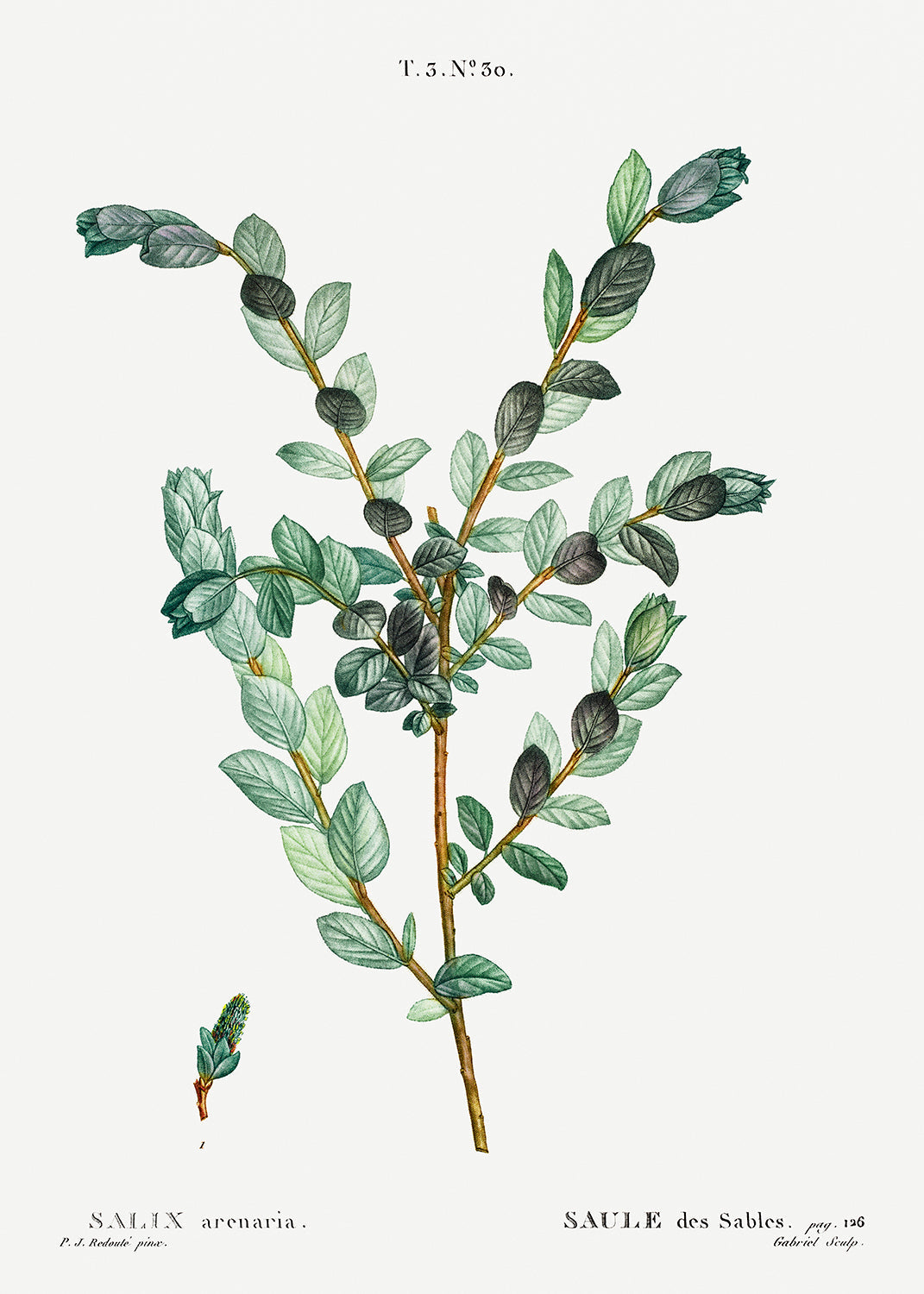 Botanical Plant Print - Creeping willow (Salix arenaria) by Pierre Joseph Redoute