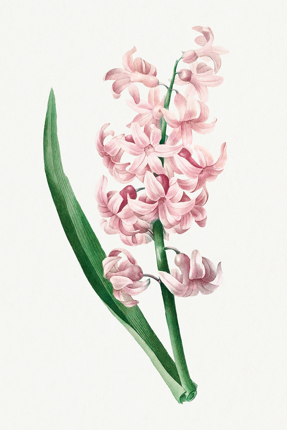 Botanical Plant Print - Pink Hyacinth by Pierre Joseph Redoute