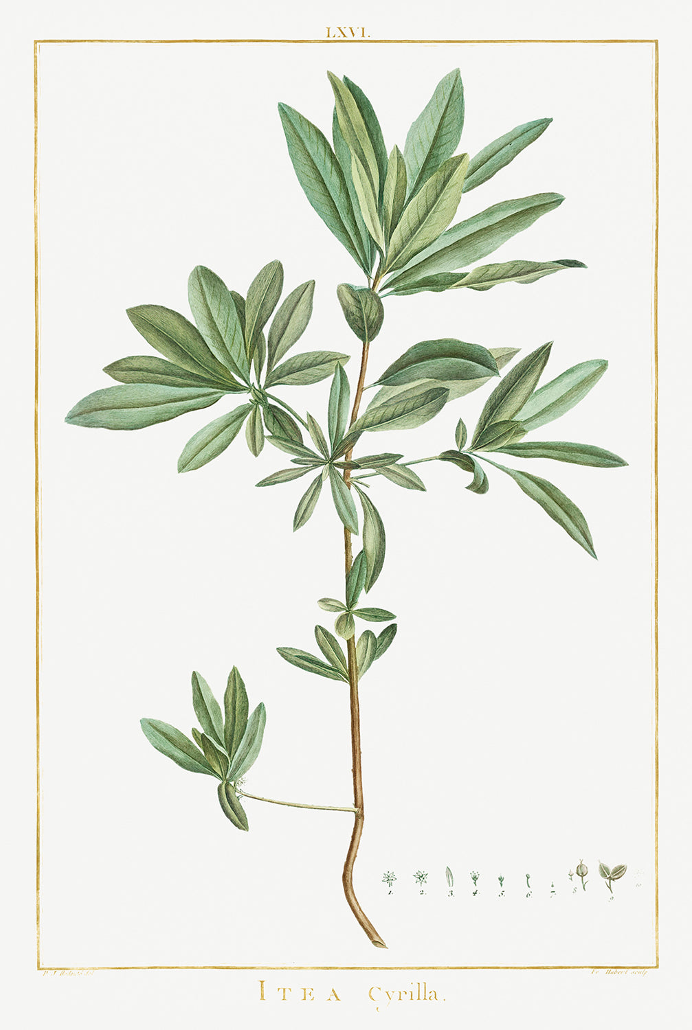 Botanical Plant Print - Itea Cyrilla by Pierre Joseph Redoute