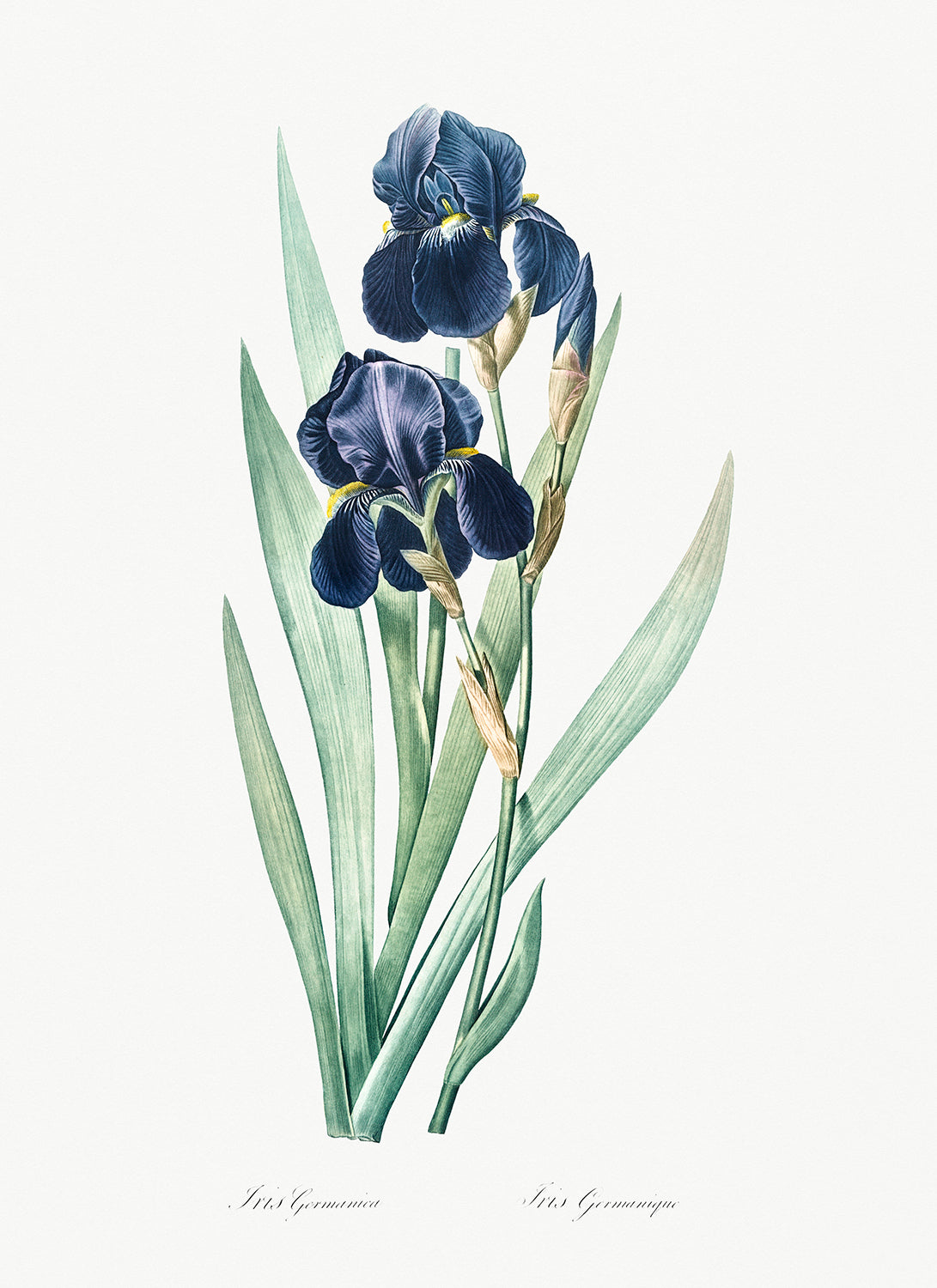 Botanical Plant Print - German iris by Pierre Joseph Redoute