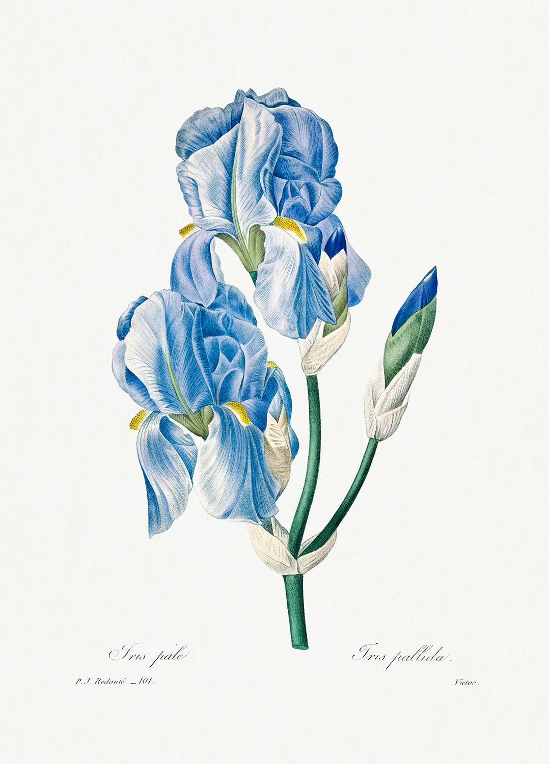Botanical Plant Print - Iris Pallida by Pierre Joseph Redoute
