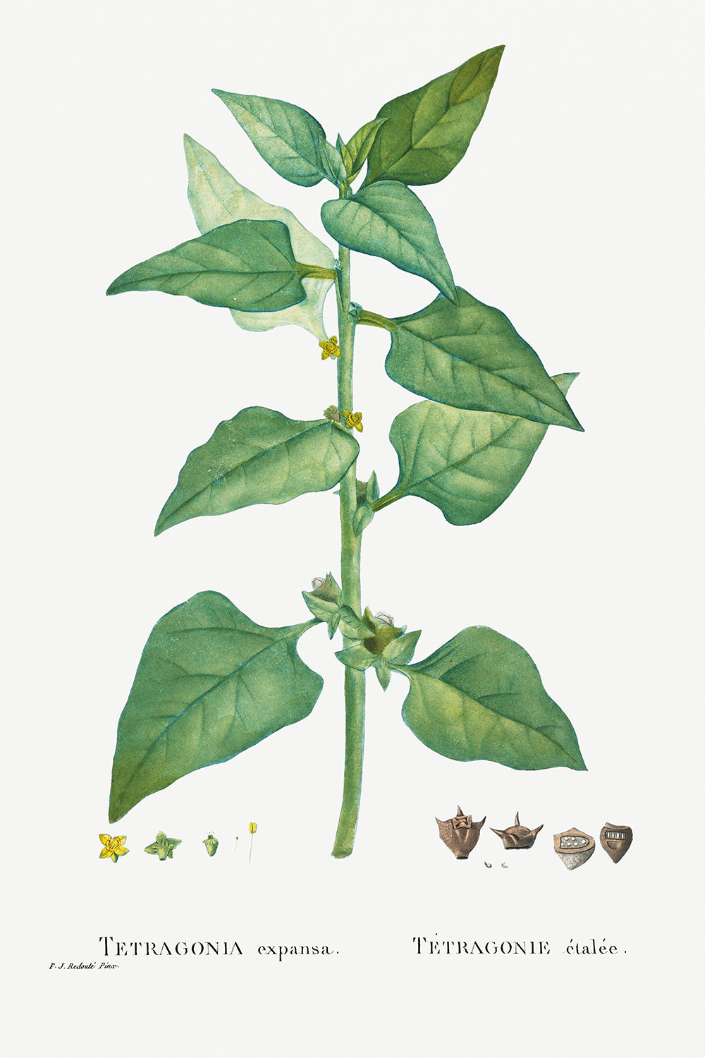 Botanical Plant Print - Tetragonia Expansa (New Zealand Spinach) by Pierre Joseph Redoute