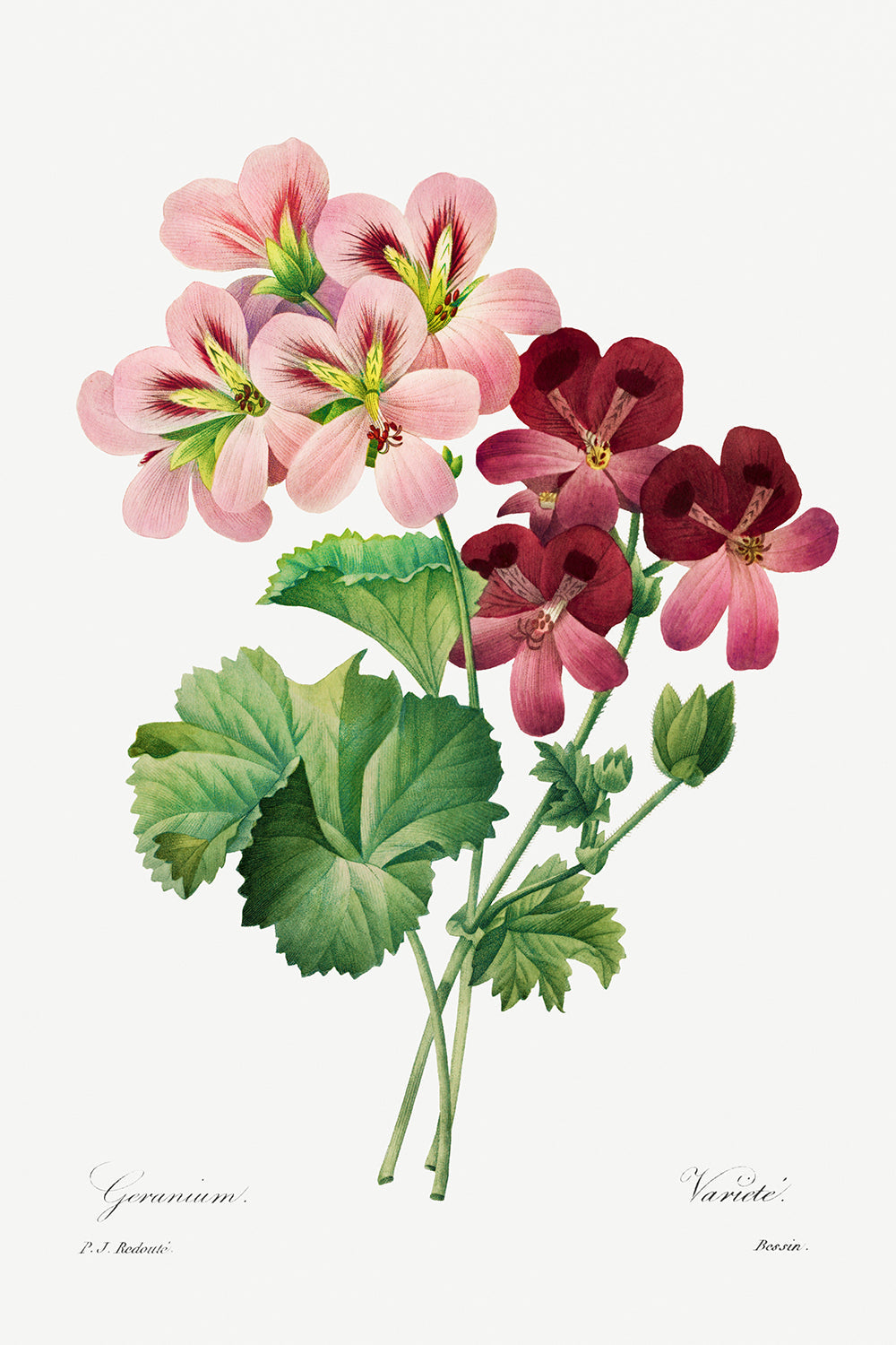 Botanical Plant Print - Geranium by Pierre Joseph Redoute